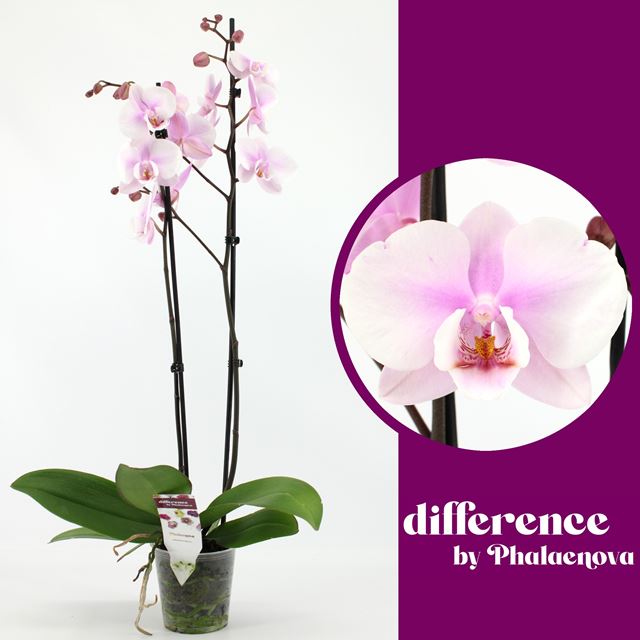 Picture of PHALAENOPSIS 02-STEM COPENHAGEN