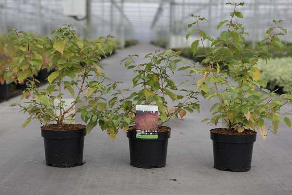 Picture of CORNUS SANGUINEA MIDWINTER FIRE