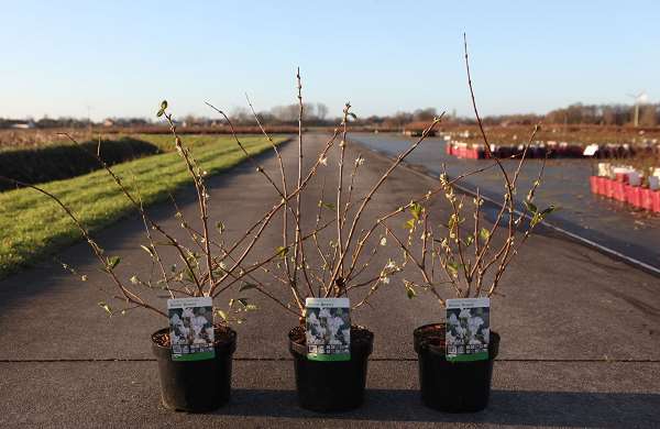 Picture of LONICERA PURPUSII WINTER BEAUTY