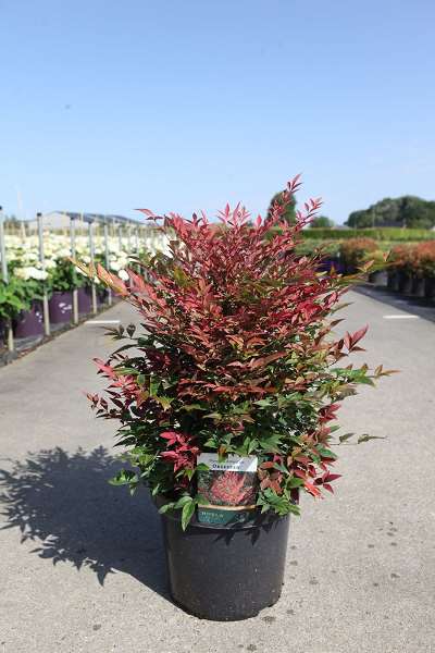 Picture of NANDINA DOMESTICA OBSESSED