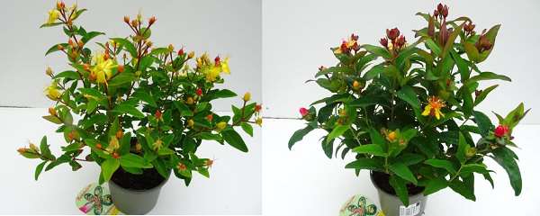 Picture of HYPERICUM HYPEARL