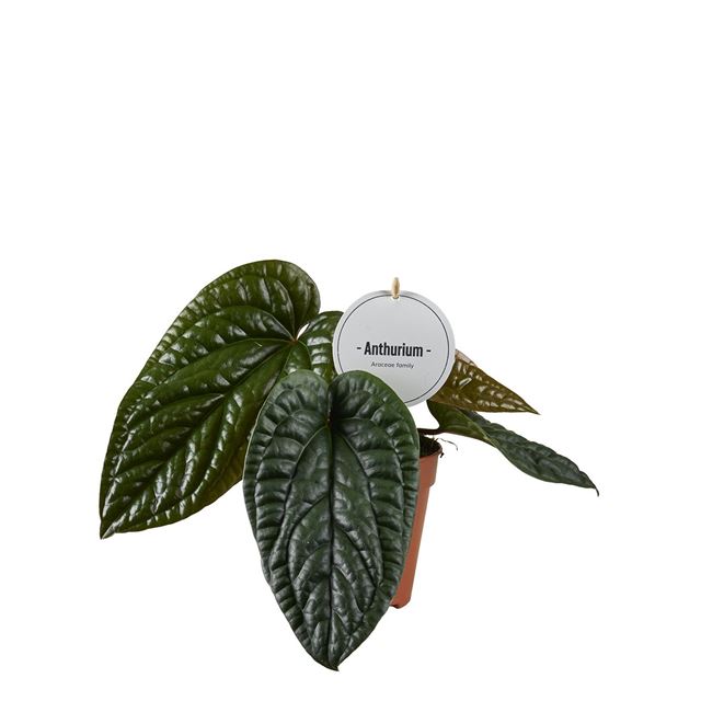 Picture of ANTHURIUM LUXURIANS X RADICANS