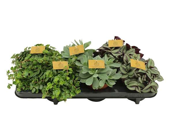 Picture of FOLIAGE MIX IN TRAY