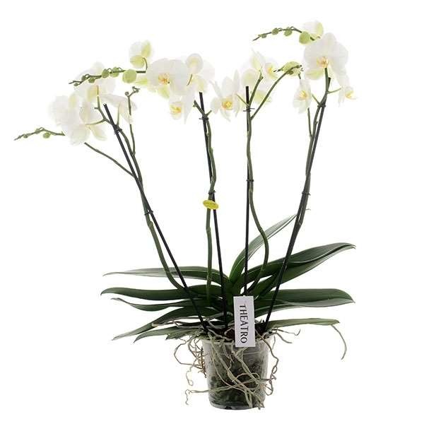Picture of PHALAENOPSIS 04-STEM THEATRO JAZZ