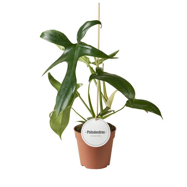 Picture of PHILODENDRON GLADHANDS