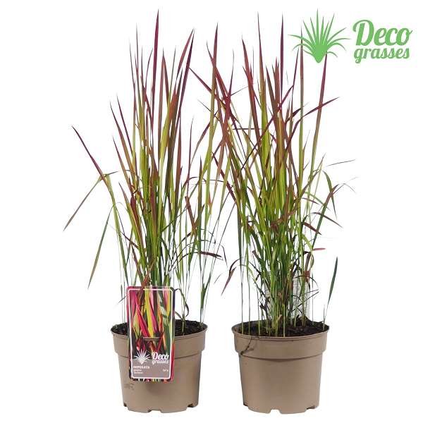 Picture of IMPERATA CYLINDRICA RED BARON
