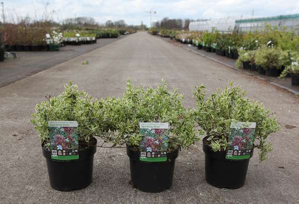Picture of ABELIA GRANDIFLORA SPARKLING SILVER