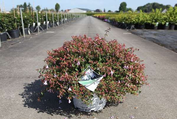 Picture of ABELIA GRANDIFLORA PINKY BELLS
