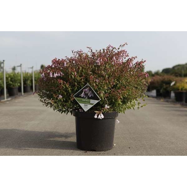 Picture of ABELIA GRANDIFLORA PINKY BELLS