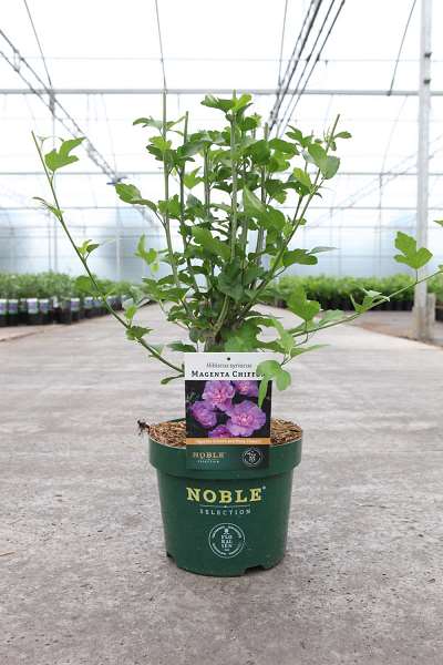 Picture of HIBISCUS SYRIACUS MAGENTA CHIFFON