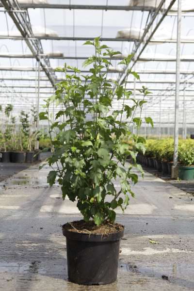 Picture of HIBISCUS SYRIACUS ROSE MOON NOBLE