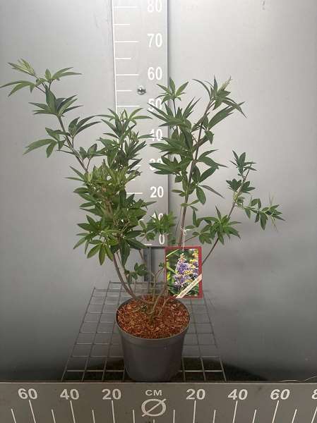Picture of VITEX AGNUS-CASTUS LATIFOLIA