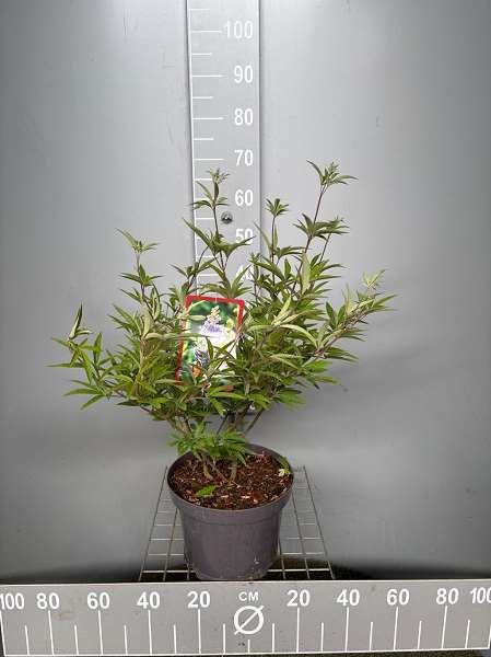 Picture of Vitex agnus-castus latifolia
