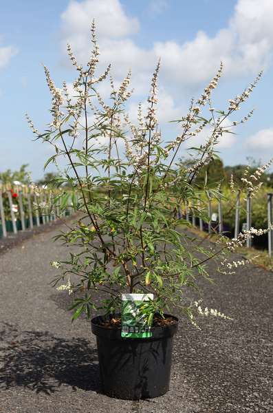 Picture of VITEX AGNUS-CASTUS ALBUS