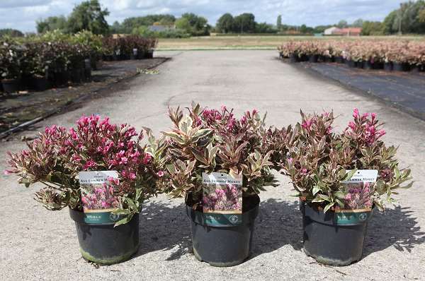 Picture of WEIGELA ALL SUMMER MONET