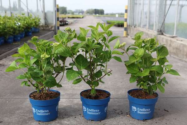 Picture of Hydrangea m  endless summer® the bride