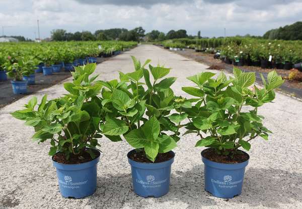 Picture of Hydrangea macrophylla endless summer the original