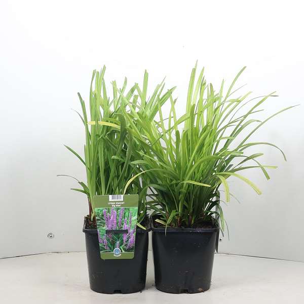 Picture of Liriope muscari big blue