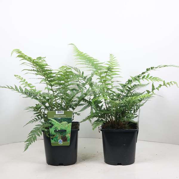 Picture of DICKSONIA ANTARTICA