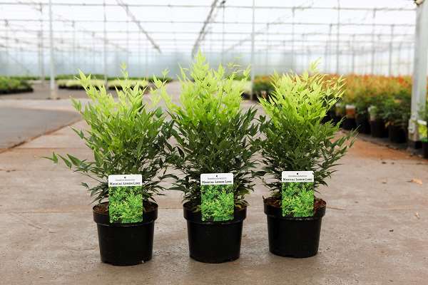 Picture of NANDINA DOMESTICA LEMON LIME