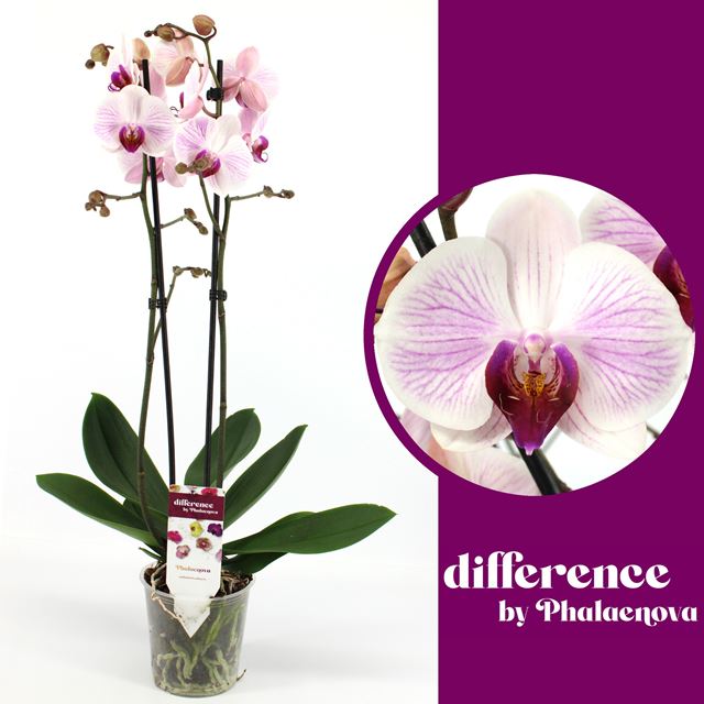 Picture of PHALAENOPSIS 02-STEM DENVER