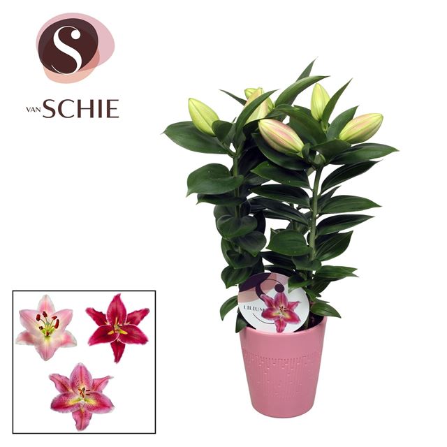 Picture of Lilium orientalis 03pp pink in ceramic