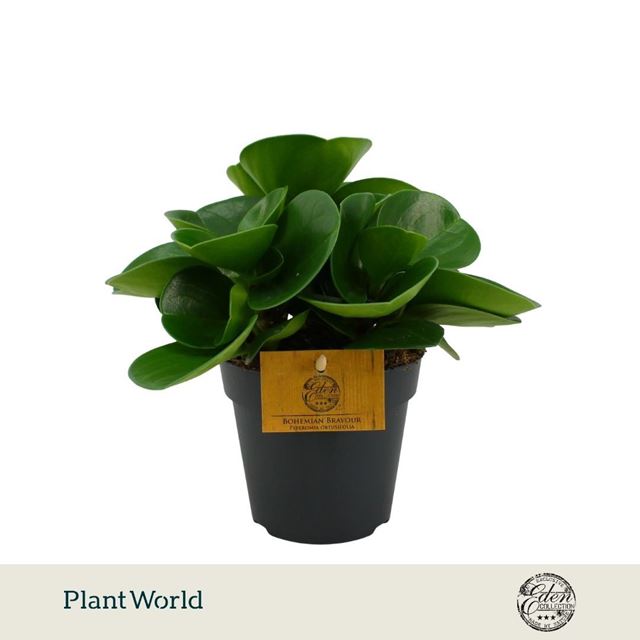 Picture of Peperomia obtusifolia green