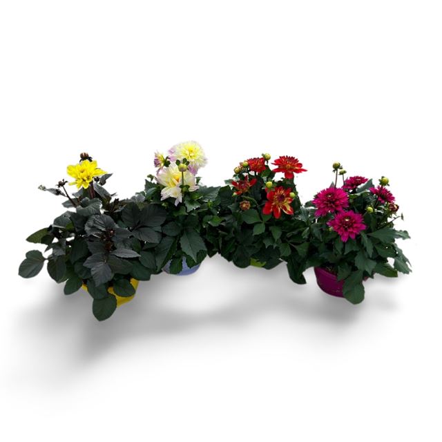 Picture of DAHLIA BOWL