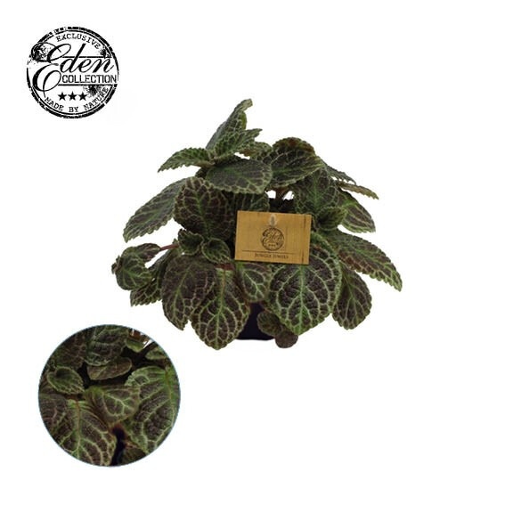 Picture of EPISCIA CUPREATA