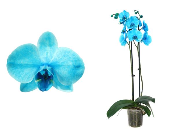 Picture of PHALAENOPSIS 02-STEM OCEAN BLUE