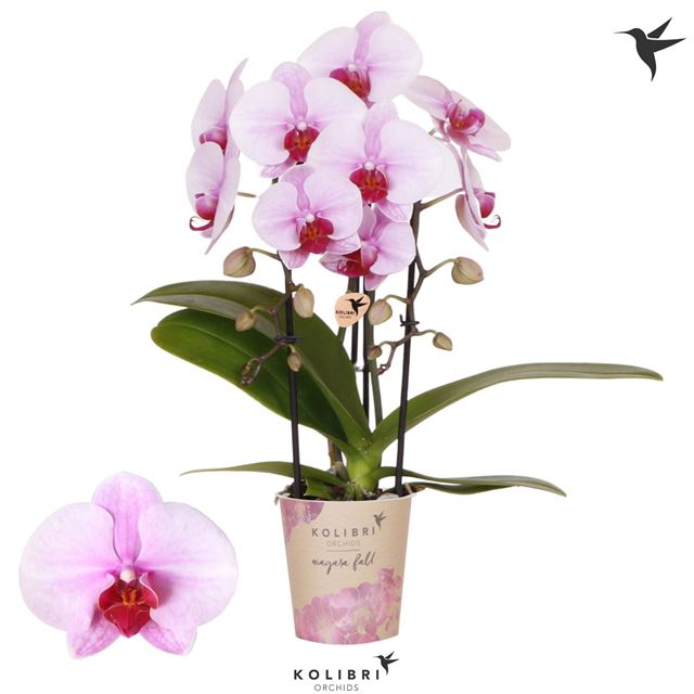 Picture of Phalaenopsis 02-stem niagara fall pink