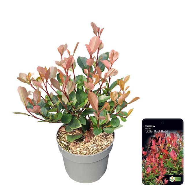 Picture of Photinia fraseri little red robin