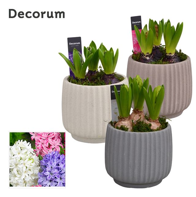 Picture of HYACINTHUS 03BULBS CERAMIC BETONA