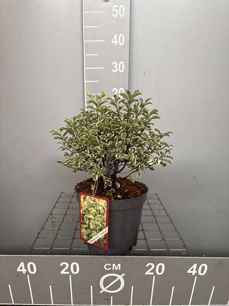 Picture of PITTOSPORUM TEN. VARIEGATA