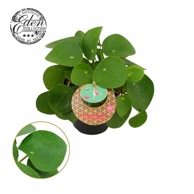 Picture of PILEA PEPEROMIOIDES