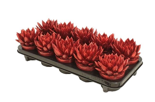Picture of ECHEVERIA MIRANDA RED+GLITTER