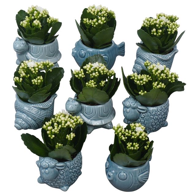 Picture of Kalanchoe blossfeldiana in ceramic