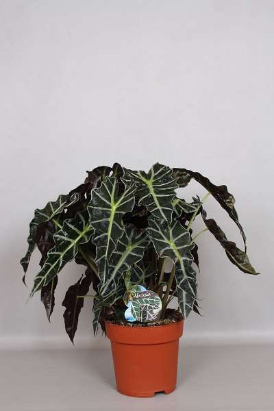 Picture of ALOCASIA DWARF AMAZONICA