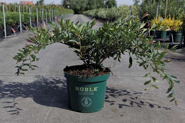 Picture of Distylium myricoides blue cascade®