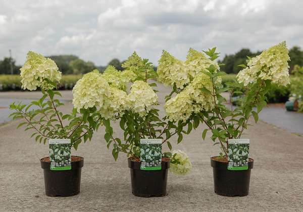 Picture of Hydrangea pan  polar bear
