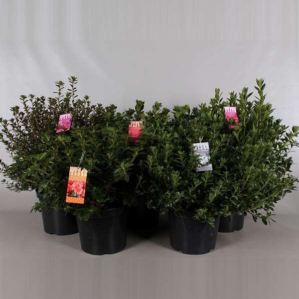 Picture of Rhododendron japonica (azalea) mix