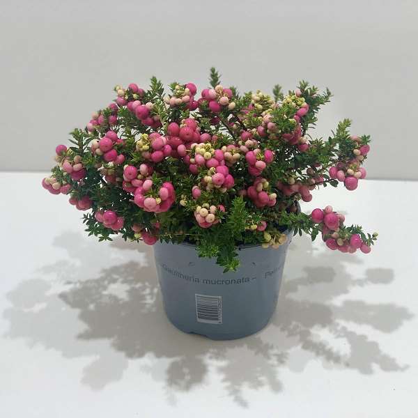 Picture of GAULTHERIA MUCRONATA (PERNETTIA) RED