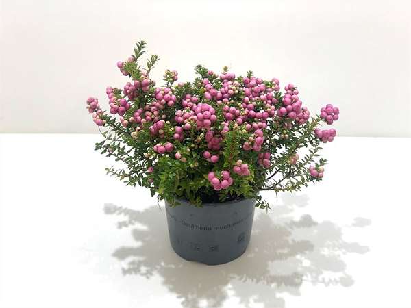 Picture of GAULTHERIA MUCRONATA (PERNETTIA) PINK