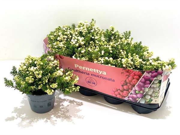 Picture of GAULTHERIA MUCRONATA (PERNETTIA) WHITE