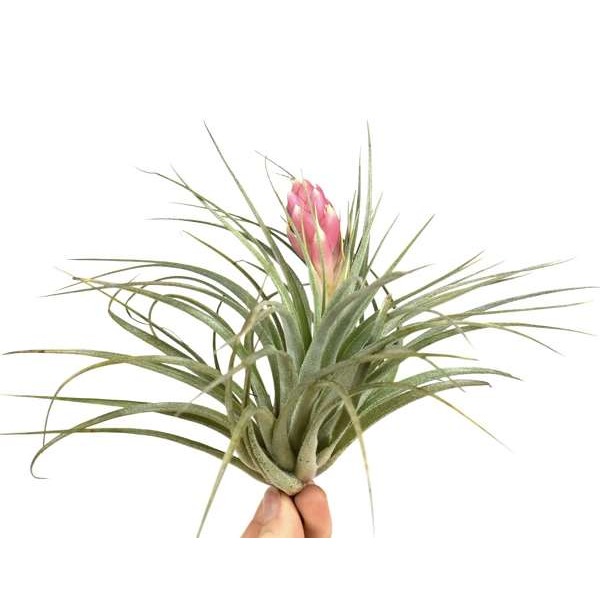 Picture of TILLANDSIA SILVER WITH FLOWER