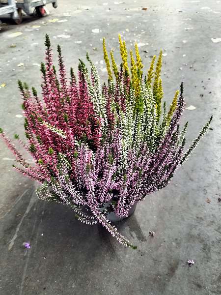 Picture of CALLUNA VULGARIS GARDEN GIRLS QUATTRO