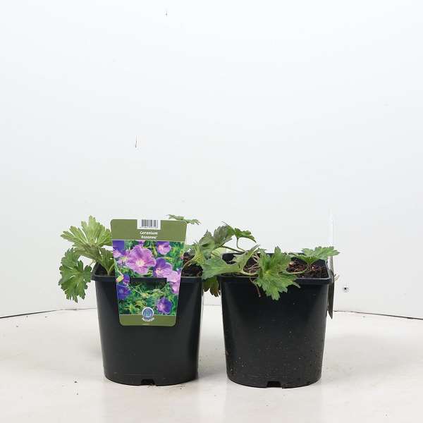 Picture of Geranium rozanne