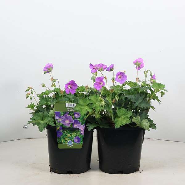 Picture of Geranium rozanne