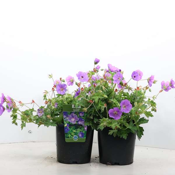 Picture of GERANIUM ROZANNE