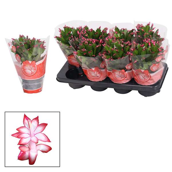 Picture of Schlumbergera red